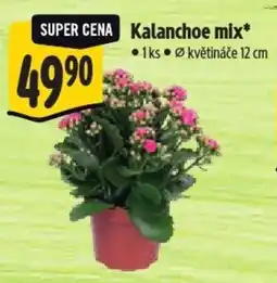 Albert Kalanchoe mix nabídka