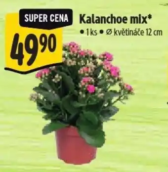 Albert Kalanchoe mix nabídka
