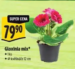 Albert Gloxinia mix nabídka