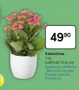 Tesco Kalanchoe, 1 ks. květináč 10,5 cm nabídka