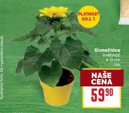 Billa Slunečnice květináč nabídka