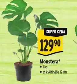 Albert Monstera nabídka
