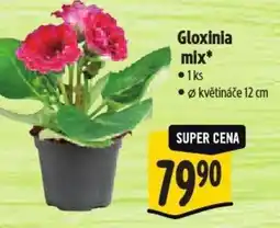Albert Gloxinia mix nabídka