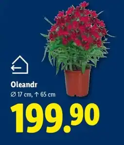Lidl Oleandr nabídka