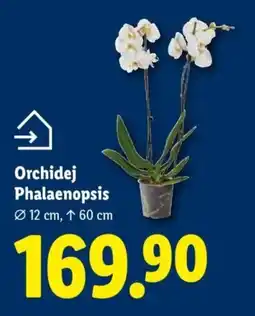 Lidl Orchidej Phalaenopsis nabídka