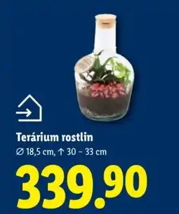 Lidl Terárium rostlin nabídka