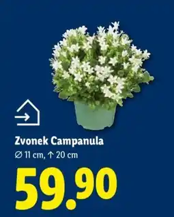 Lidl Zvonek Campanula nabídka