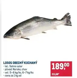 Makro Losos obecný kuchaný nabídka