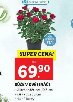 Lidl Růže v květináči nabídka