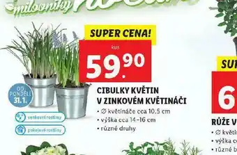 Lidl Cibulky květin v zinkovém květináči nabídka
