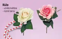 Globus Růže nabídka