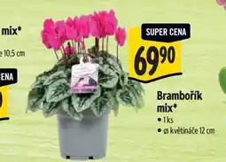 Albert Brambořík mix, pr. květináče 12 cm nabídka