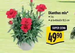 Albert Dianthus mix, pr. květináče 10,5 cm nabídka