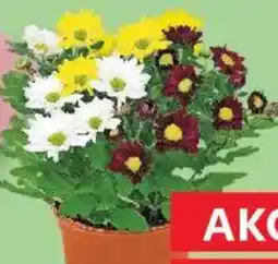 Kaufland Chryzantéma Trio nabídka