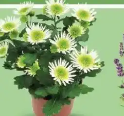 Kaufland Chryzantéma Splash Meadow nabídka
