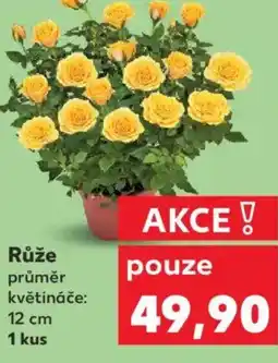 Kaufland Růže nabídka