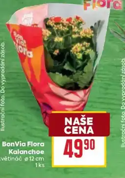 Billa BonVia Flora Kalanchoe nabídka