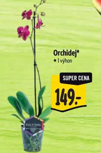 Albert Orchidej nabídka