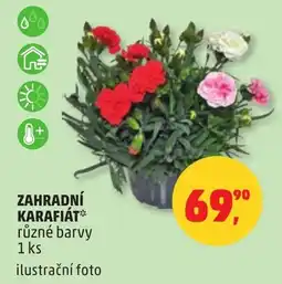 Penny Market Zahradní karafiát nabídka