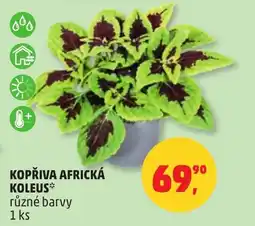 Penny Market Kopřiva africká koleus nabídka