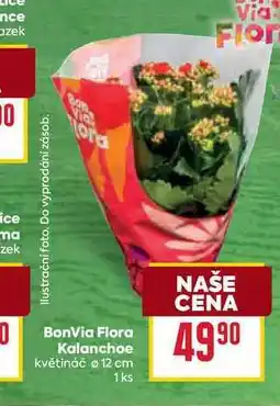 Billa BonVia Flora Kalanchoe květináč 12 cm 1ks nabídka