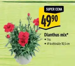 Albert Dianthus mix nabídka