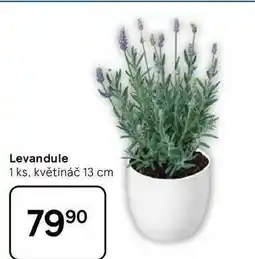 Tesco Levandule, 1 ks, květináč 13 cm nabídka