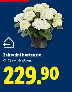 Lidl Zahradní hortenzie nabídka