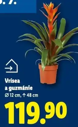 Lidl Vrísea a guzmánie nabídka