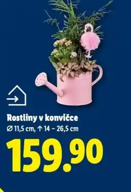 Lidl Rostliny v konvičce nabídka