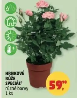Penny Market Hrnkové růže speciál nabídka