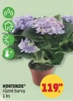 Penny Market Hortenzie nabídka