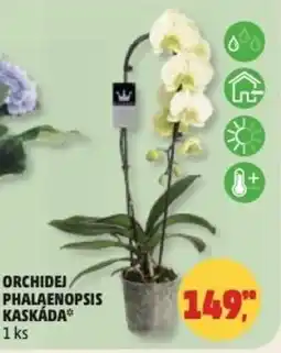 Penny Market Orchidej phalaenopsis kaskáda nabídka