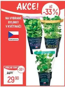 Globus Vybrané bylinky v květináči nabídka