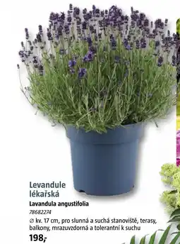 Bauhaus Levandule lékařská nabídka