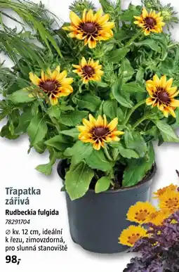 Bauhaus Třapatka zářivá nabídka