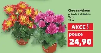 Kaufland Chryzantéma nabídka