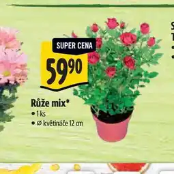 Albert Růže mix, pr. květináče 12 cm nabídka
