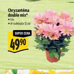 Albert Chryzantéma double mix 1 ks, pr. květináče 12 cm nabídka