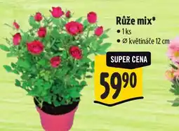 Albert Růže mix nabídka