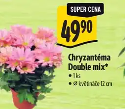Albert Chryzantéma Double mix nabídka