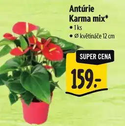 Albert Antúrie Karma mix nabídka