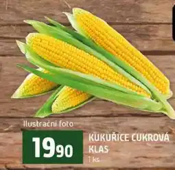 Terno KUKUŘICE CUKROVÁ KLAS 1ks nabídka