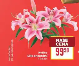 Billa Kytice Lilie orientální 1 svazek nabídka