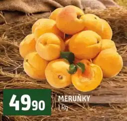 Terno Meruňky nabídka