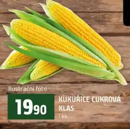 Terno Kukuřice cukrová klas nabídka