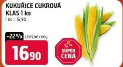 Terno Kukuřice cukrová klas nabídka