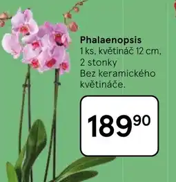Tesco Phalaenopsis nabídka