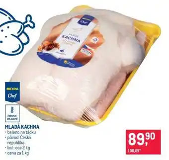 MLADÁ KACHNA