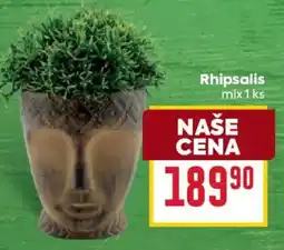 Billa Rhipsalis mix nabídka
